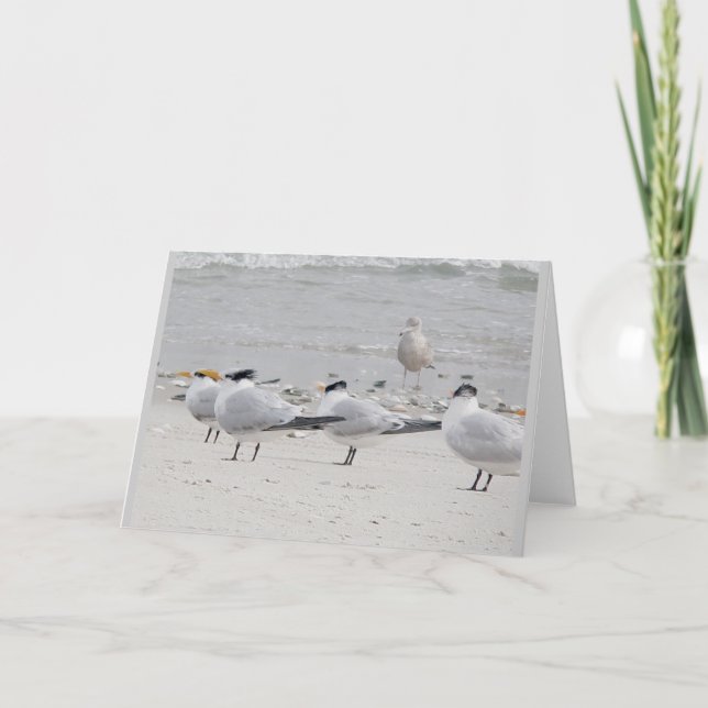 Royal Terns Note Card (Front)