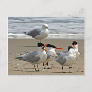 Royal Terns Photo Postcard