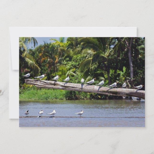 Royal terns, Tortuguero river estuary - Costa Rica Invitation (Front)
