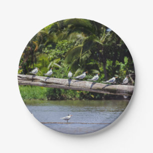 Royal terns, Tortuguero river estuary - Costa Rica Paper Plate