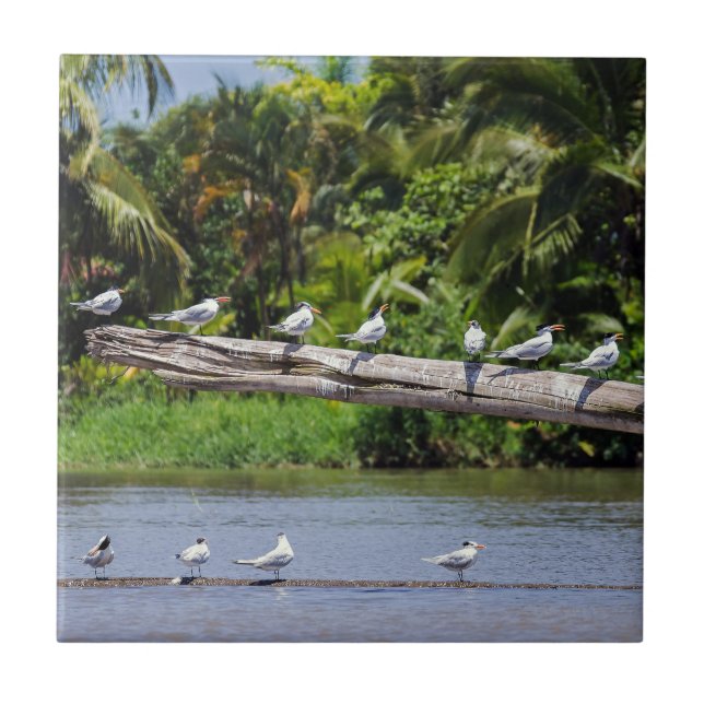 Royal terns, Tortuguero river estuary - Costa Rica Tile (Front)