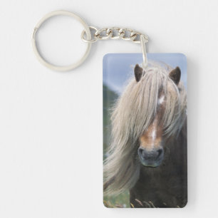 Royaume-Uni, Écosse, îles Shetland, poney shetland