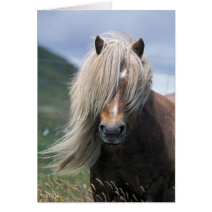Royaume-Uni, Écosse, îles Shetland, poney Shetland