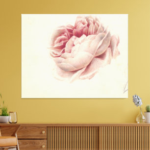 Roze Roos (1792) – Timeless Vintage Botanical Art Canvas Print
