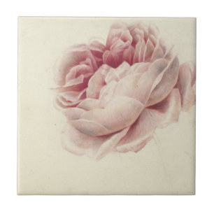 Roze Roos (1792) – Timeless Vintage Botanical Art Tile
