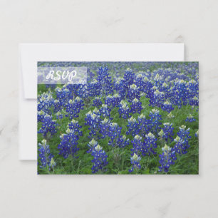 RSVP Texas Bluebonnets Photo on Black Cards