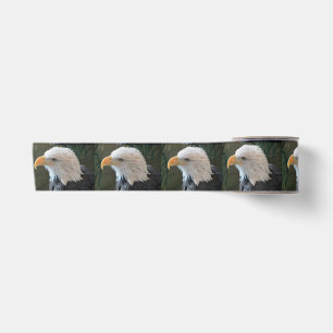 Ruban En Satin Aigle à tête blanche américaine
