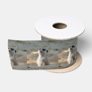 Ruban En Satin Meerkat 004