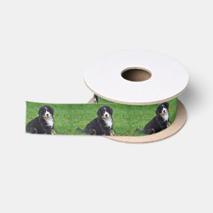 Ruban En Satin Photo Chien de Montagne Bernois