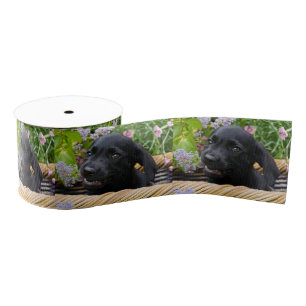 Ruban Gros-grain Photo noire mignonne d'animal familier de chiot de