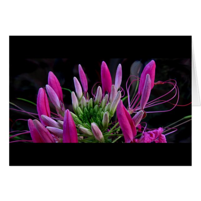 Rubans roses (Devant Horizontal)