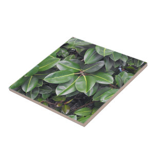Rubber Tree Closeup Tile