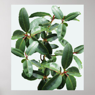 RUBBER TREE DRENCHED IN RAINDROPS   POSTER