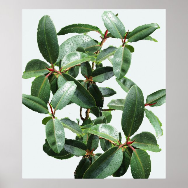 RUBBER TREE DRENCHED IN RAINDROPS   POSTER (Front)
