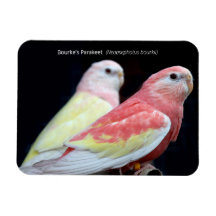 Rubino Bourke's Parakeet