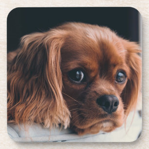 Ruby Cavalier King Charles Spaniel Coaster