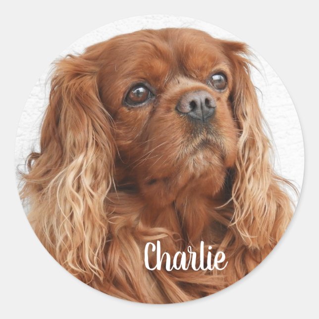 Ruby Cavalier King Charles Spaniel Dog Classic Round Sticker (Front)