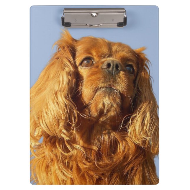 Ruby Cavalier King Charles Spaniel Dog Clipboard (Front)