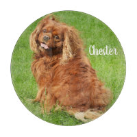 Ruby Cavalier King Charles Spaniel Dog