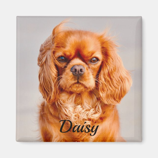 Ruby Cavalier King Charles Spaniel Dog Magnet (Front)