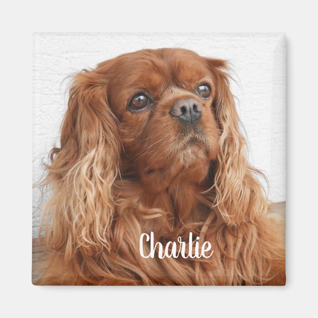 Ruby Cavalier King Charles Spaniel Dog Magnet (Front)
