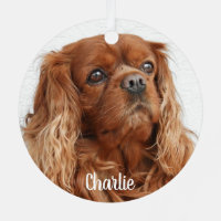 Ruby Cavalier King Charles Spaniel Dog
