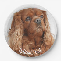 Ruby Cavalier King Charles Spaniel Dog