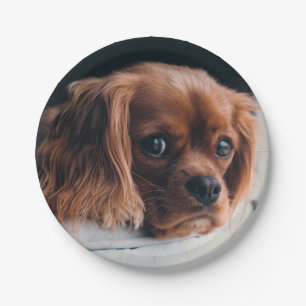 Ruby Cavalier King Charles Spaniel Dog Paper Plate