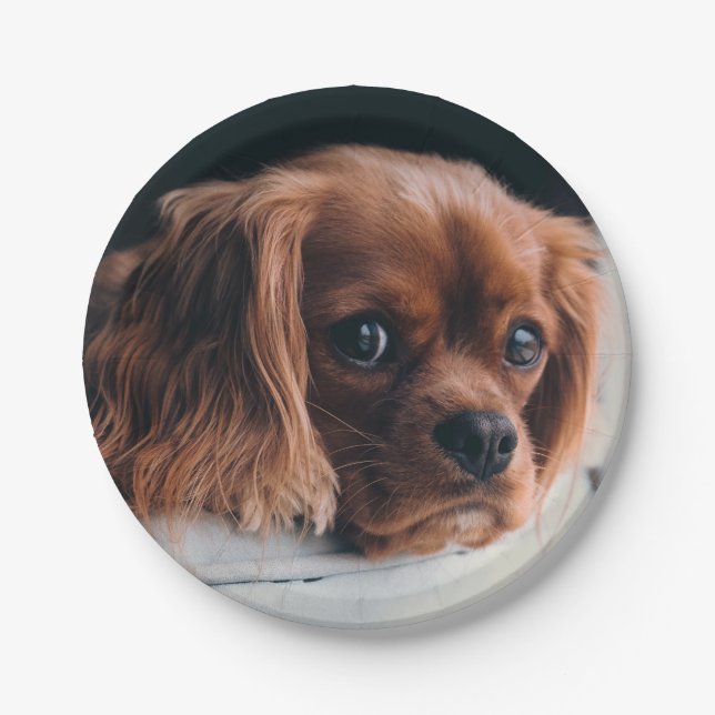 Ruby Cavalier King Charles Spaniel Dog Paper Plate (Front)