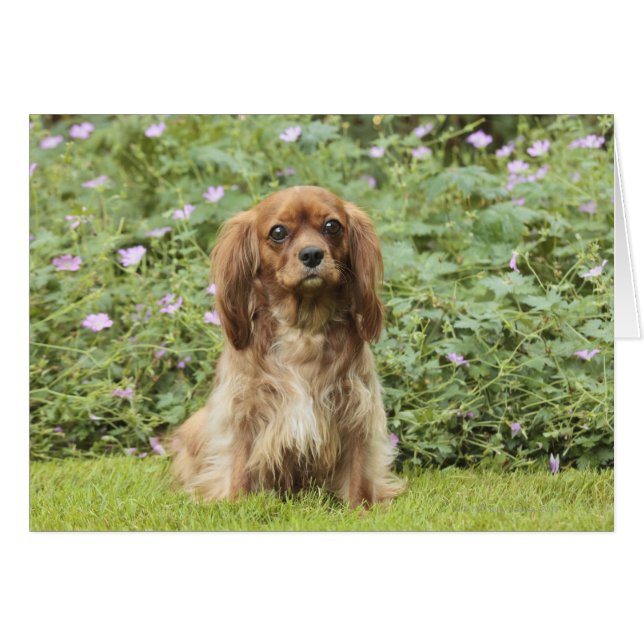 Ruby Cavalier King Charles Spaniel in the grass (Front Horizontal)