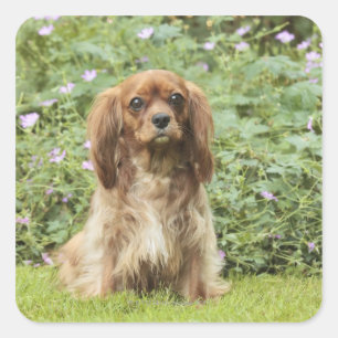 Ruby Cavalier King Charles Spaniel in the grass Square Sticker
