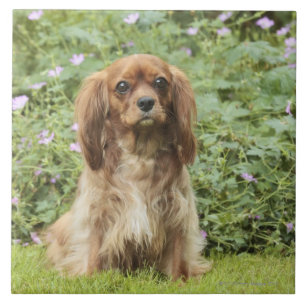 Ruby Cavalier King Charles Spaniel in the grass Tile
