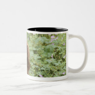 Ruby Cavalier King Charles Spaniel in the grass Two-Tone Coffee Mug