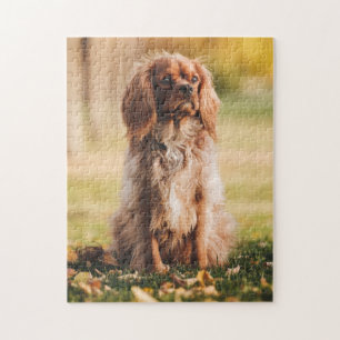 Ruby Cavalier King Charles Spaniel Puppy Dog Jigsaw Puzzle