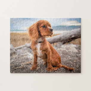 Ruby Cavalier King Charles Spaniel Puppy Dog Jigsaw Puzzle