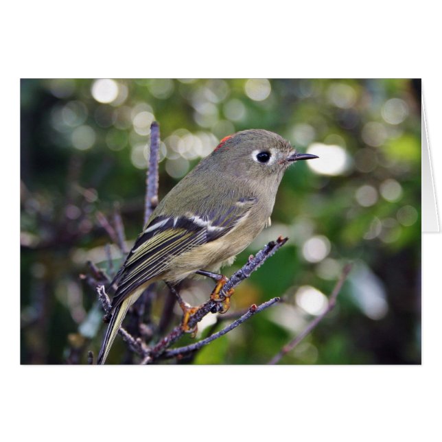 Ruby-crowned Kinglet (Front Horizontal)