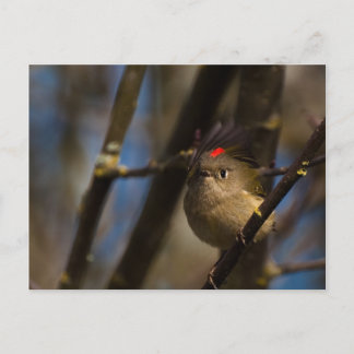 Ruby Crowned Kinglet 01 Postcard