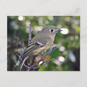 Ruby-crowned Kinglet Postcard