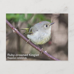 Ruby-crowned Kinglet Postcard