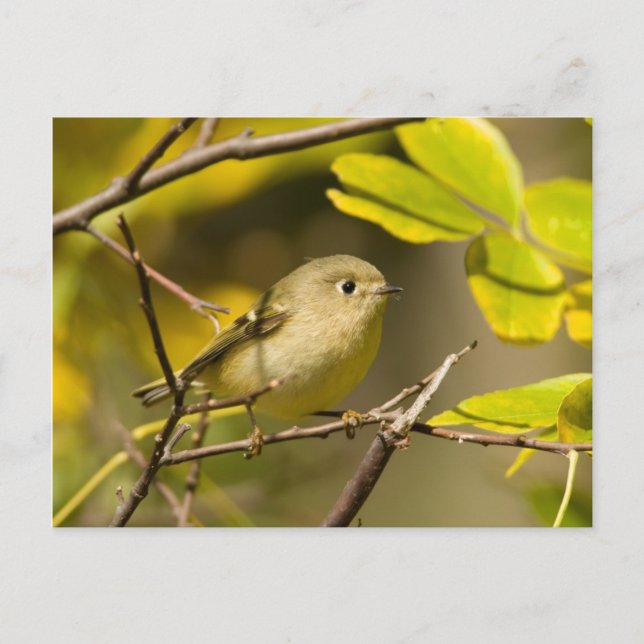 Ruby-crowned Kinglet Postcard (Front)