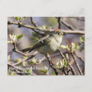 Ruby-crowned Kinglet Postcard