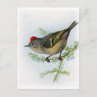 Ruby-crowned Kinglet