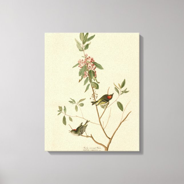 Ruby crowned Wren (Kinglet) Audubon Birds America Canvas Print (Front)