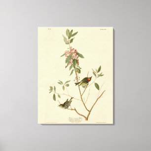 Ruby crowned Wren (Kinglet) Audubon Birds America Canvas Print