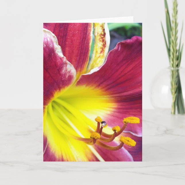 Ruby Day Lily Greeting Card (Front)