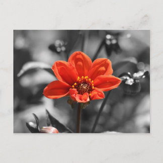 Ruby Flower Postcard