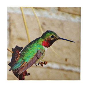 Ruby Green hummingbird Tile