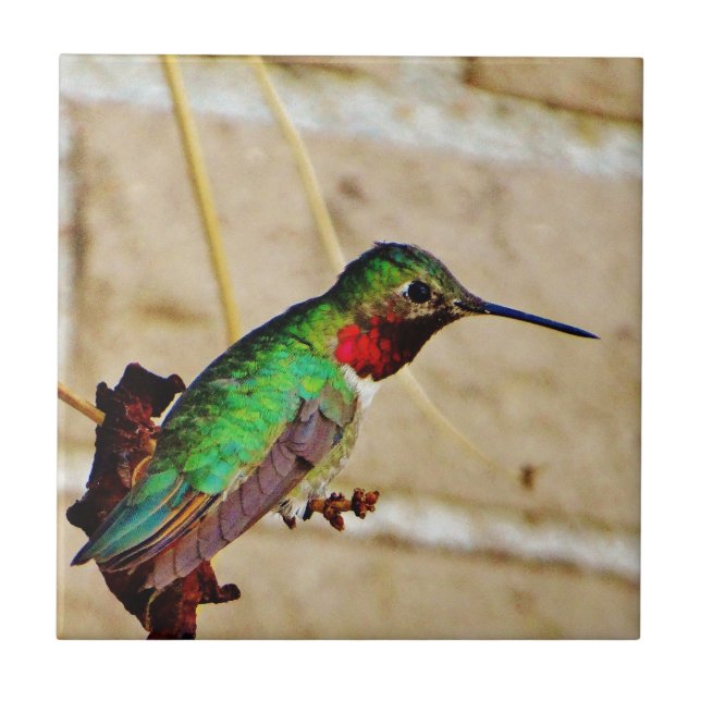 Ruby Green hummingbird Tile (Front)
