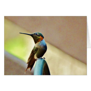 Ruby perché et petit colibri vert