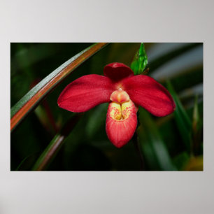 Ruby Red Lady Slipper Orchid Orchid Poster